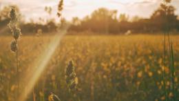 Field in Saskatchewan